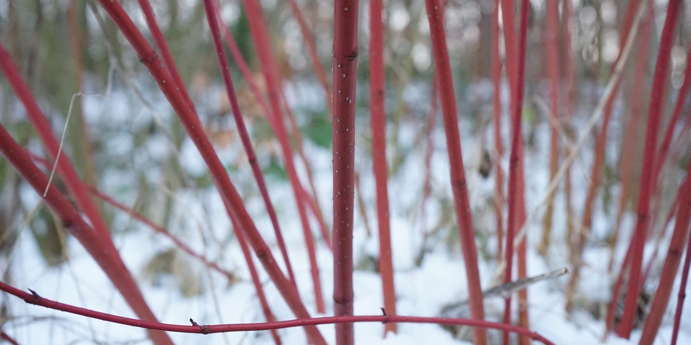 Red dogwood stems rising from a single base through snow