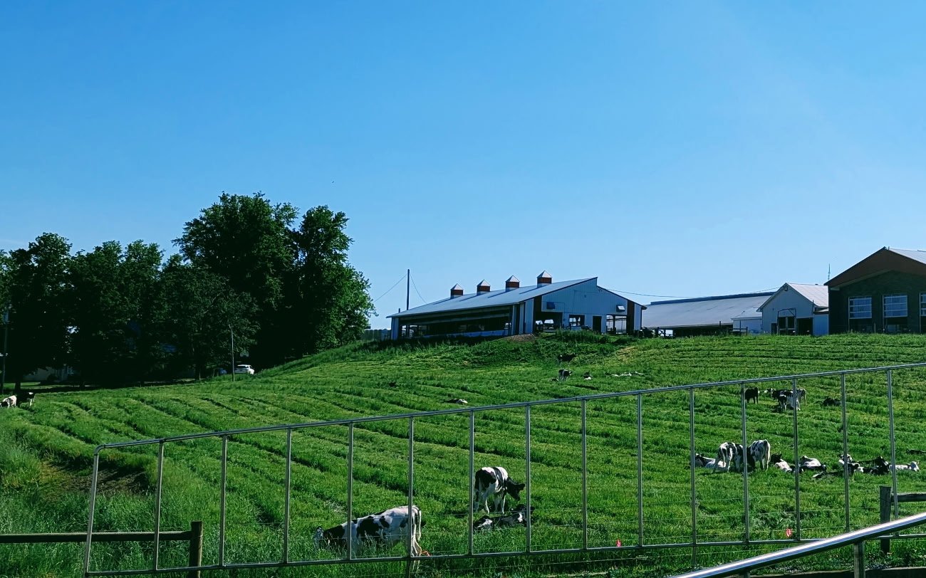 Holstein dairy cattle grazing on hillside pasture below the barns of a family farm in Alexander