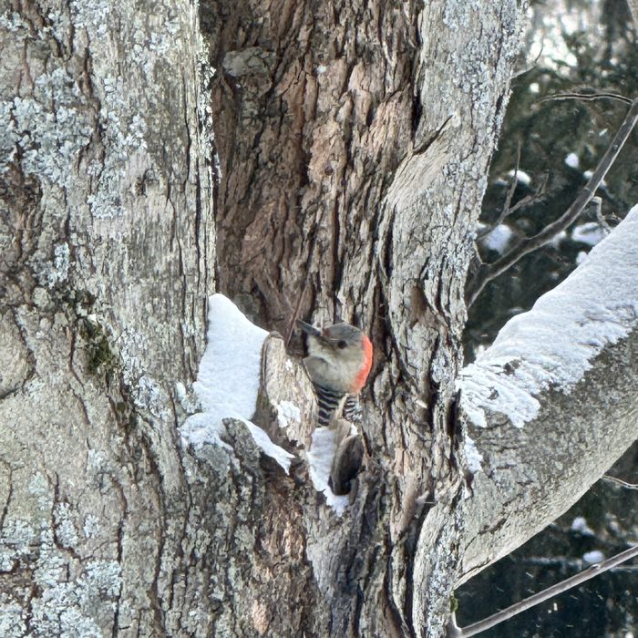 Lichen on tree bark, up close, with a woodpecker hiding in plain sight