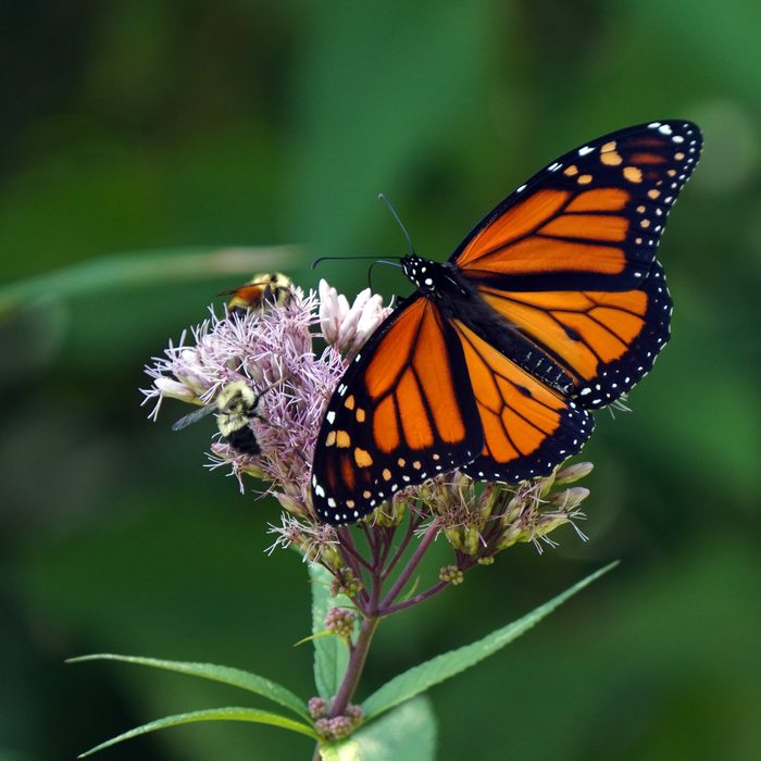 Monarch butterfly on joe-pye weed