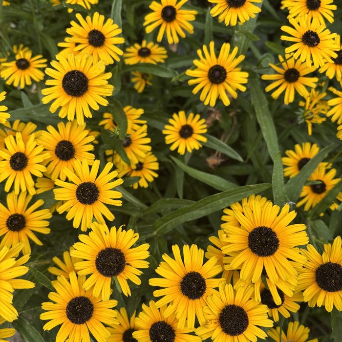 Black-eyed susans in bloom
