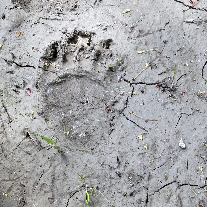 Animal tracks pressed into drying mud