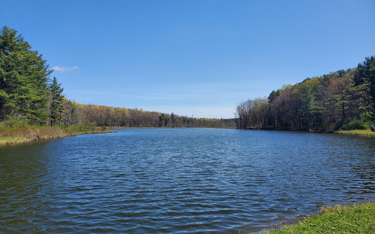 Brown's Pond, a shallow impoundment ringed by forest under a blue spring sky