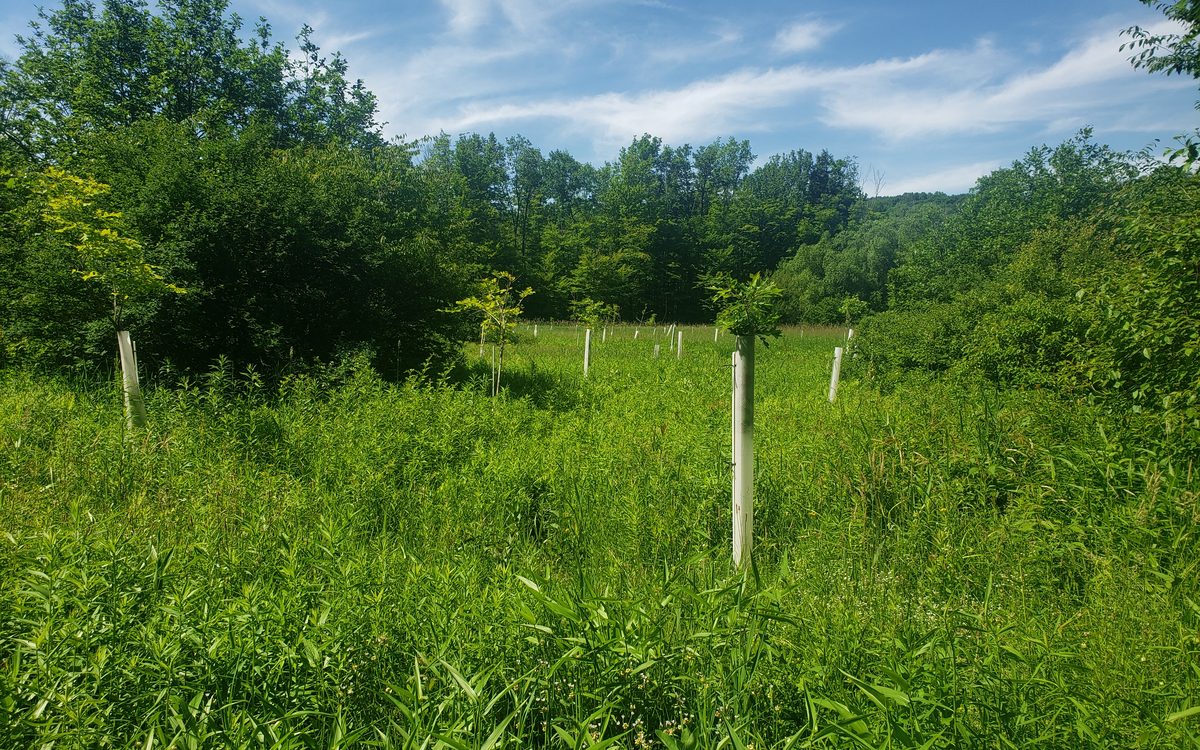 Young riparian plantings in protective tubes across a green meadow