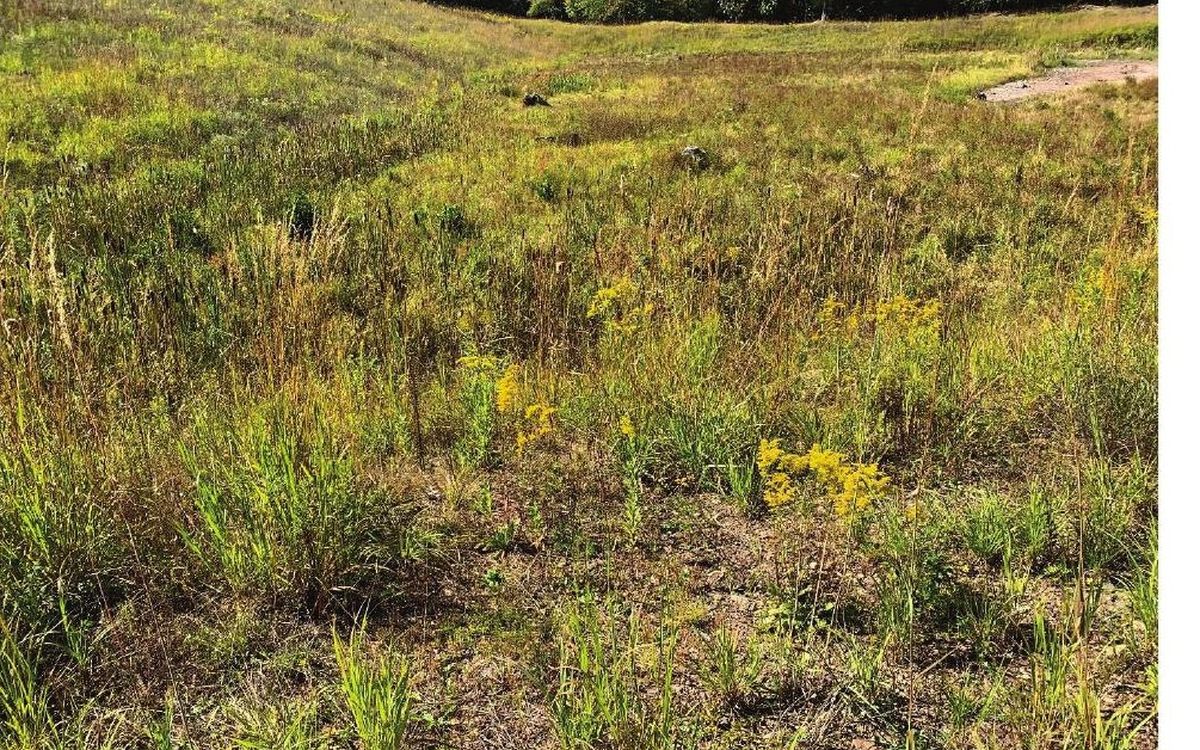 Golden meadow and wetland established on a reclaimed shale mine