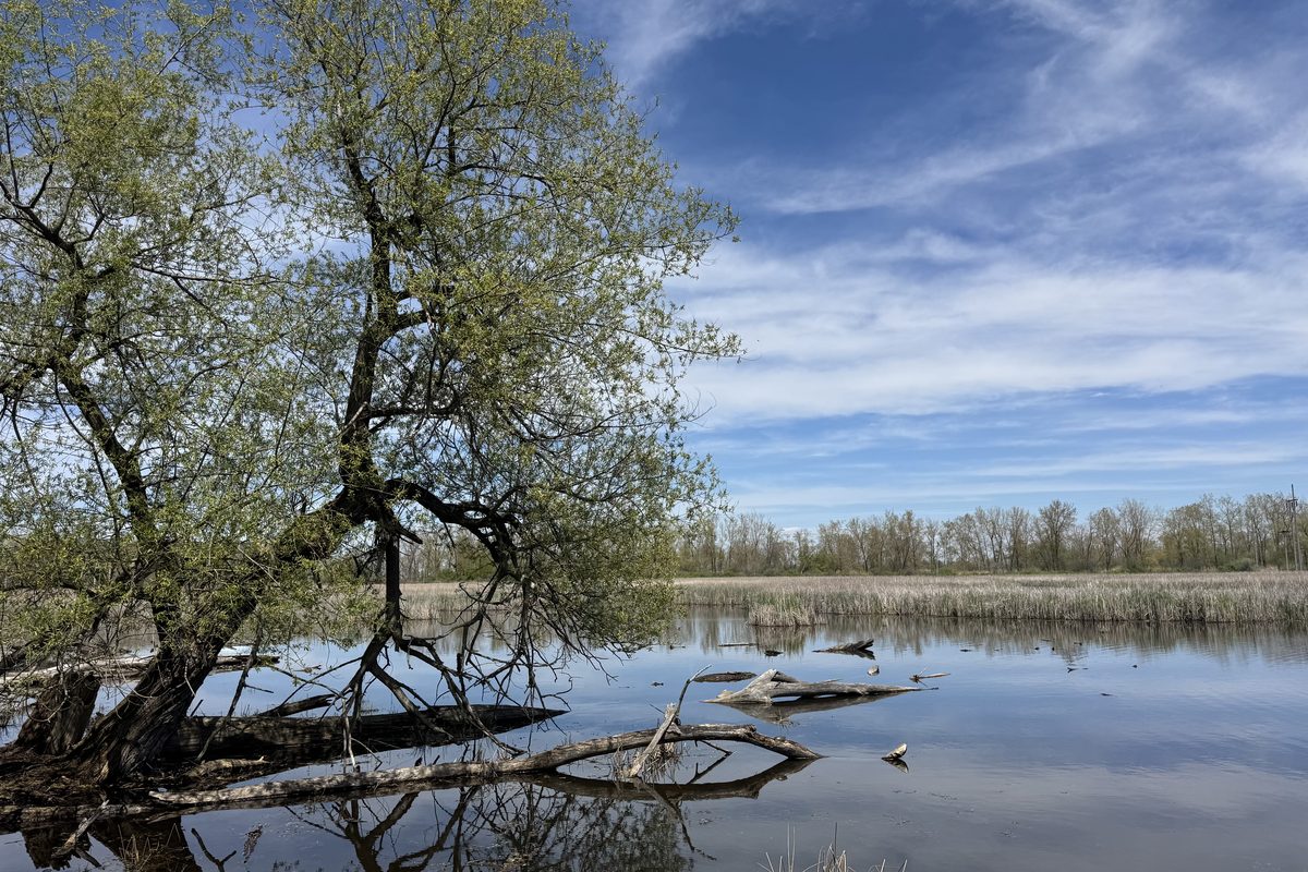 Tree leaning over calm water under a blue spring sky