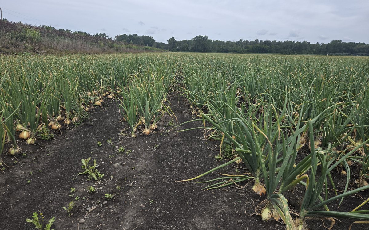 Rows of onions ripening on black muck soil in Elba