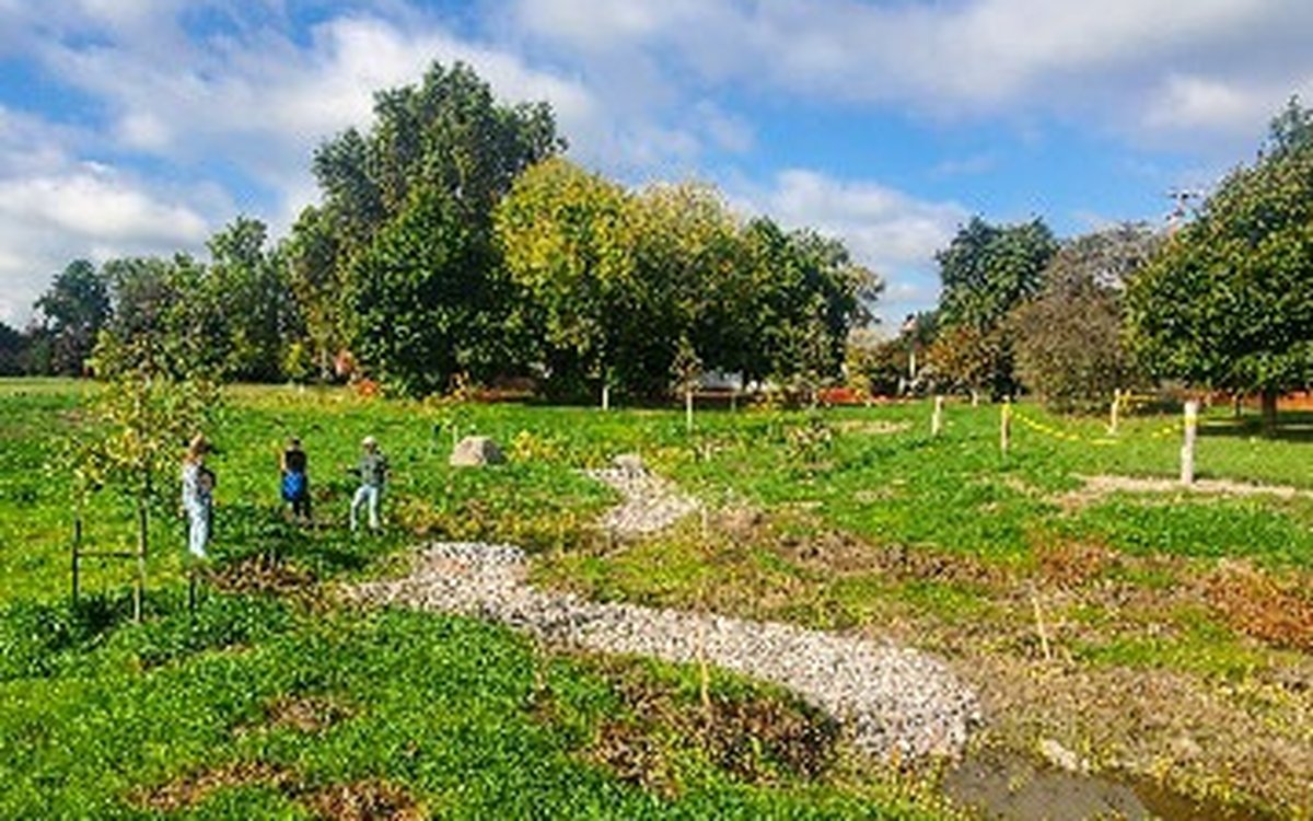 Newly planted green infrastructure area in Hyde Park along Gill Creek