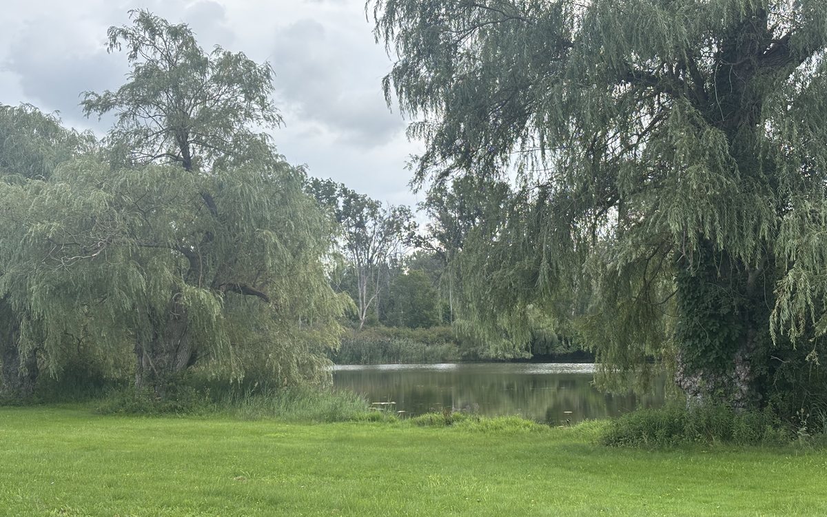 Willows framing the pond at the future park site