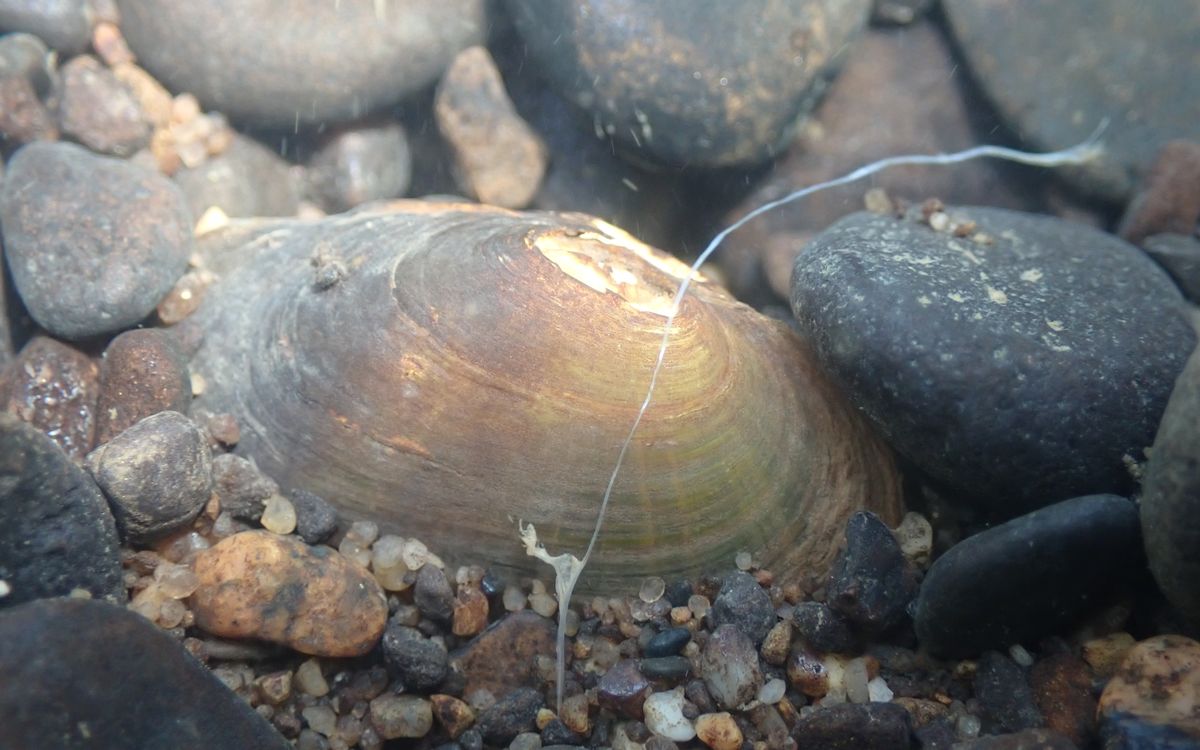 Rayed bean mussels burrowed in stream gravel