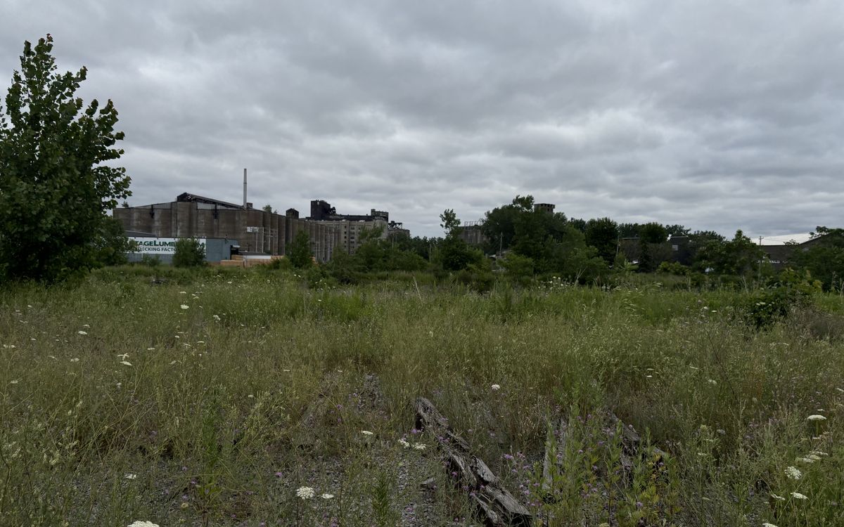 Meadow reclaiming the City Ship Canal site with Buffalo's grain elevators beyond