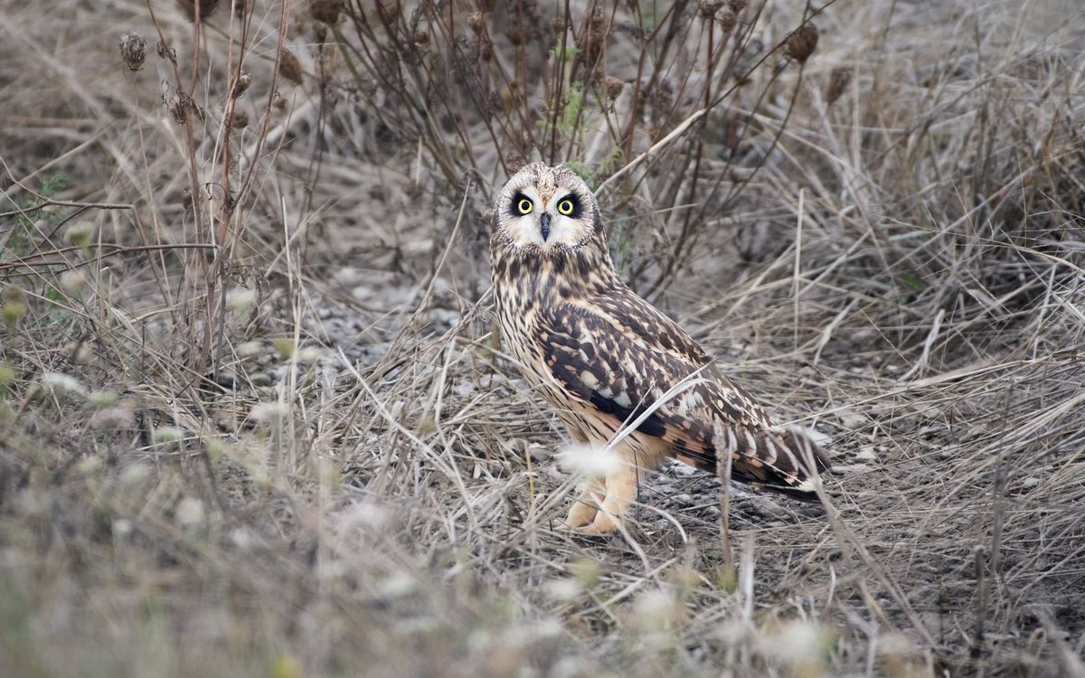 Short-eared owl perched over prairie grassland