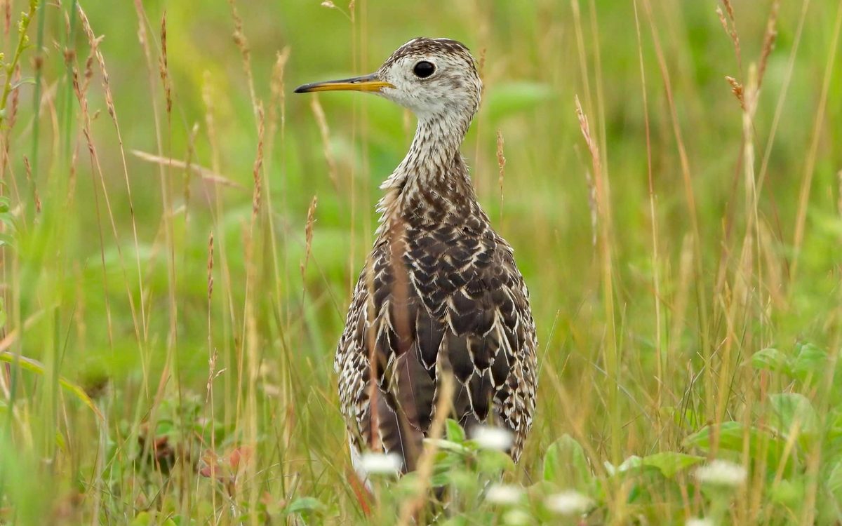 Upland sandpiper standing in grassland