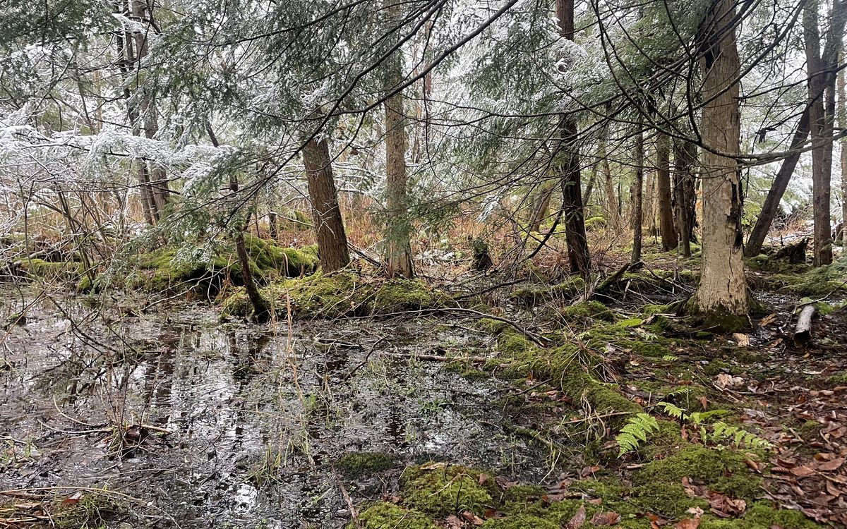 Forested wetland protected at the mitigation site, under a dusting of snow